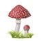 Two watercolor redcap fly agarics on green grass. Hand-drawn poisonous mushrooms with dots on red caps and ring on grey