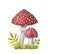 Two watercolor redcap fly agarics on green grass. Hand-drawn poisonous mushrooms with dots on red caps and ring on grey