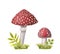 Two watercolor redcap fly agarics on green grass. Hand-drawn poisonous mushrooms with dots on red caps and ring on grey