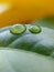 Two Waterdrops on a Plant