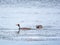 Two waterfowl birds Great Crested Grebes swim in the lake