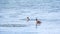 Two waterfowl birds Great Crested Grebes swim in the lake