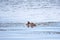 Two waterfowl birds Great Crested Grebes swim in the lake