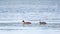 Two waterfowl birds Great Crested Grebes swim in the lake