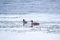 Two waterfowl birds Great Crested Grebes swim in the lake