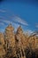 Two waterfowl hunters shooting with rifle into sky