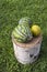 Two watermelons and melon on a stump of tree in the yard on lawn