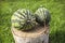 Two watermelons on a stump of tree in the yard on lawn. September