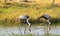 Two Wattled Cranes Bugeranus carunculatis on riverbank of Khwairiver, Okavango Delta, Botswna