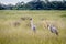 Two Wattled cranes standing in the grass.