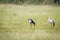 Two Wattled cranes standing in the grass.