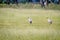 Two Wattled cranes standing in the grass.