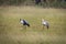 Two Wattled cranes walking in the grass.