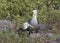 Two Waved Albatross, Galapagos Islands