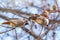 Two Waxwing, latin name Bombycilla garrulus, beautiful tufted birds, sit on a larch branch in winter or early spring and eat seeds