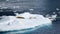 Two weddell seals - Leptonychotes weddellii - lying on ice floe in deep blue ocean water, Lemaire Channel, Antarctica