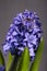 Two wedding rings on a beautiful blue flower as a symbol of blooming romantic love