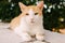 Two wedding rings on the paws of a white-red cat on the background of nature.