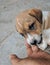 Two week old cute brown doggy trying to bite my hand