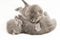Two week old grey kittens