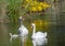 Two week old mute swan babies swimming together with their parents on a pond