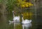 Two week old mute swan babies swimming together with their parents on a pond