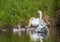 Two week old mute swan babies swimming together with their parents on a pond