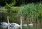 Two week old mute swan babies swimming together with their parents on a pond