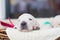 two weeks old cute golden retriever puppy in the basket. Sweet Golden retriever baby is saying hello to the new world