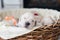 two weeks old cute golden retriever puppy in the basket. Sweet Golden retriever baby is trying to escape from the basket