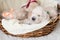 Two weeks old golden retriever puppy. Golden retriever baby boy with green ribbon is sitting in the wicker basket