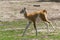 Two weeks old guanaco baby on field