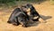 Two weeks old newborn dachshund pups playing outdoor backyard in the evening, sunlight hitting their faces as they shiver and