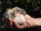 Two weeks old yellow cute pigeon in hand 1