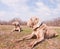 Two Weimaraner dogs