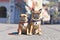 Two well behaved French Bulldogs sitting in city street on sunny day