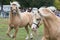 Two welsh pony cob palomino horses on equestrian show in run