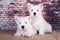 Two West Highland White Terrier dogs puppies with on brick wall background