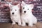 Two West Highland White Terrier dogs puppies with on brick wall background