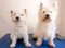 Two west highland white terriers on dog grooming table, one is s