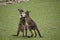 Two western grey male kangaroos