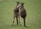 Two western grey male kangaroos