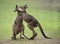 Two western grey male kangaroos