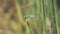 Two Western Pondhawk Dragonflies Close Up