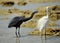 Two Western Reef Heron