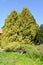 Two western thujas, variety Yellow Thuja occidentalis L. Lutea grow in the park