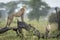 Two wet adult cheetahs standing on a dead log in the rain in Ndutu in Tanzania