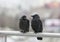 Two wet crows sitting on balcony rail