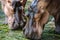 Two wet hippos close-up eating grass at the zoo