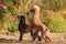 Two wet poodles waiting for a ball